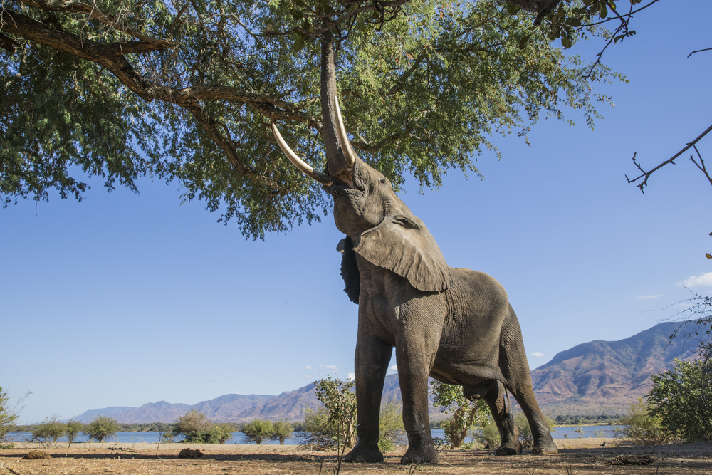 Lower Zambezi National Park elephants
