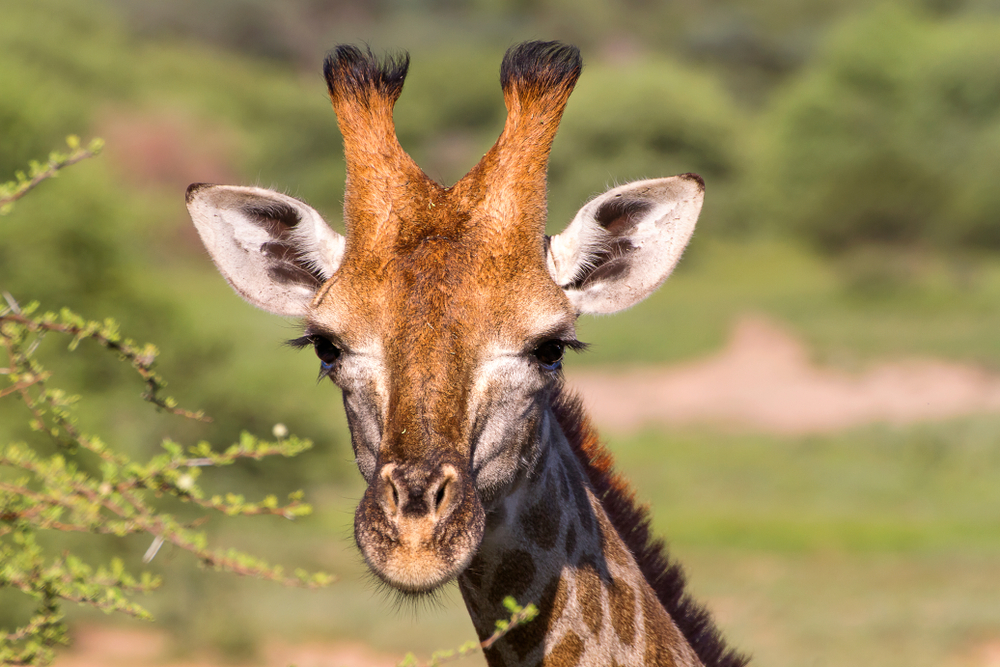 Namaqua National Park