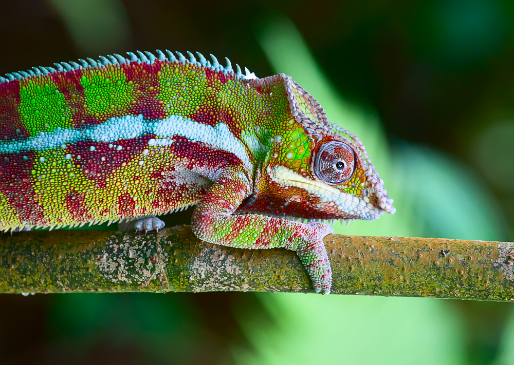 Ranomafana National Park chameleon