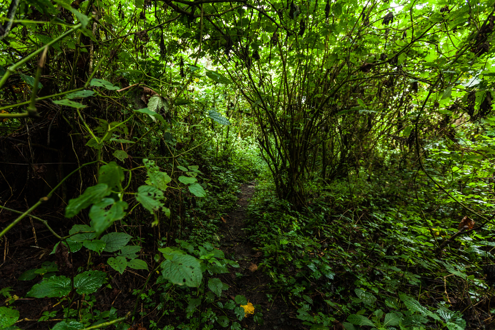 Mbaéré Bodingué National Park