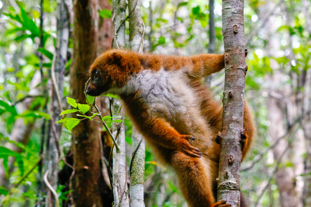 Midongy du Sud National Park red-bellied lemur