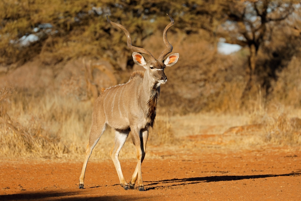 Namaqua National Park