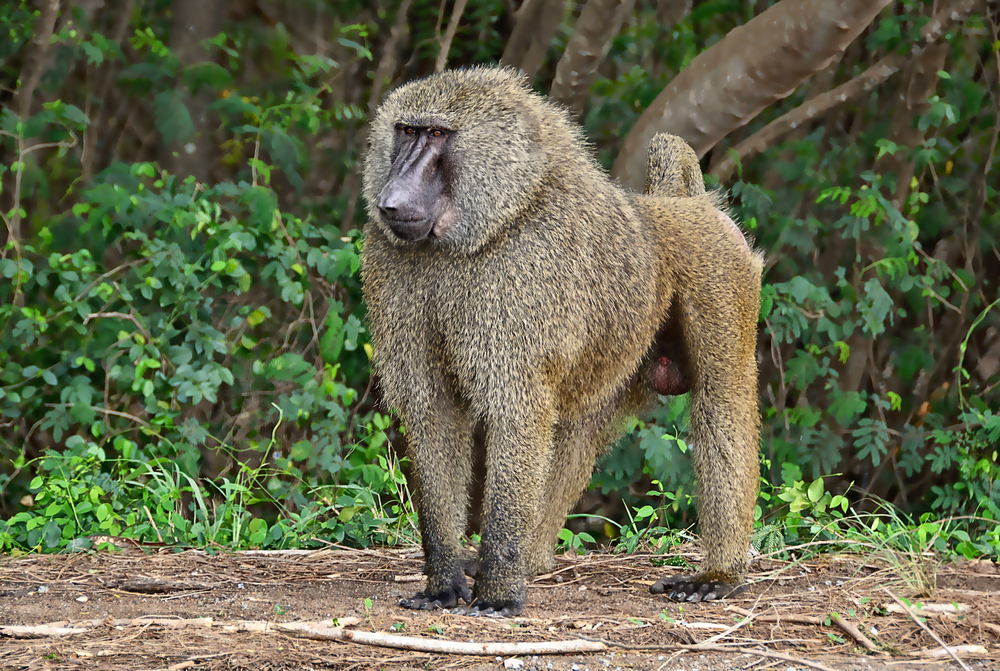 Mole National Park