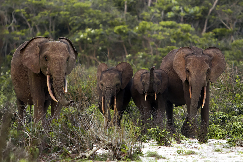 Pongara National Park