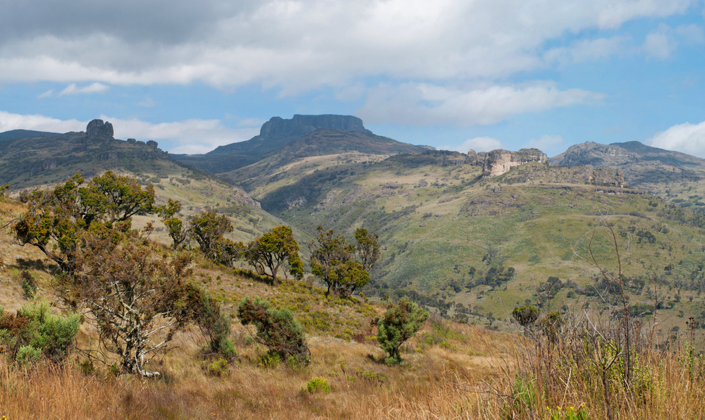 Aberdare National Park giraffe