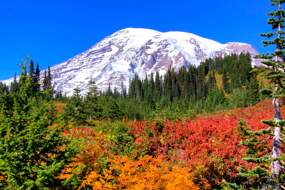 reflection of sunsetting on Mount Rainier