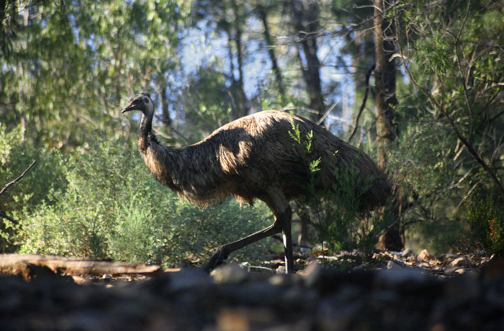 Mount Remarkable National Park emu