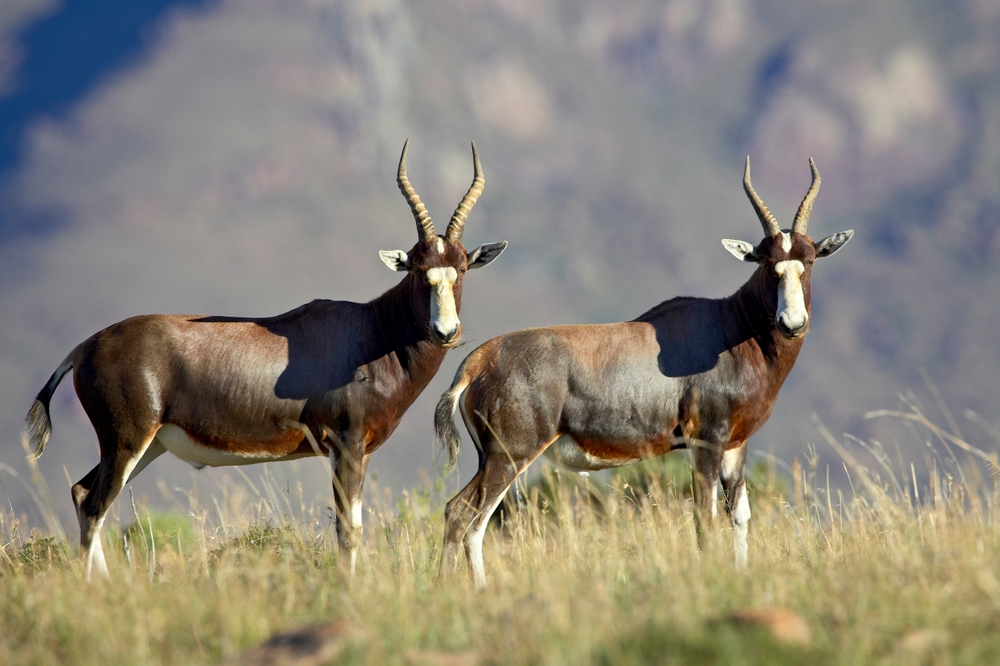 Mountain Zebra National Park