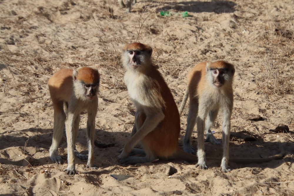 Mpem and Djim National Park