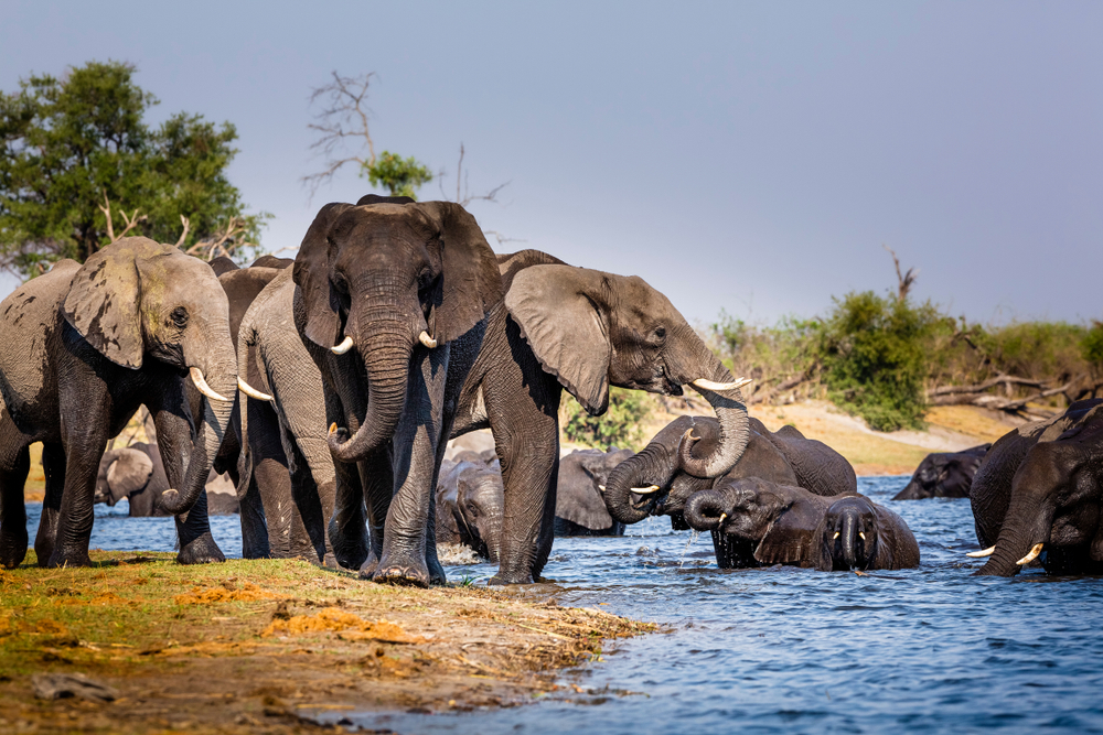 Khaudum National Park herd of elephants