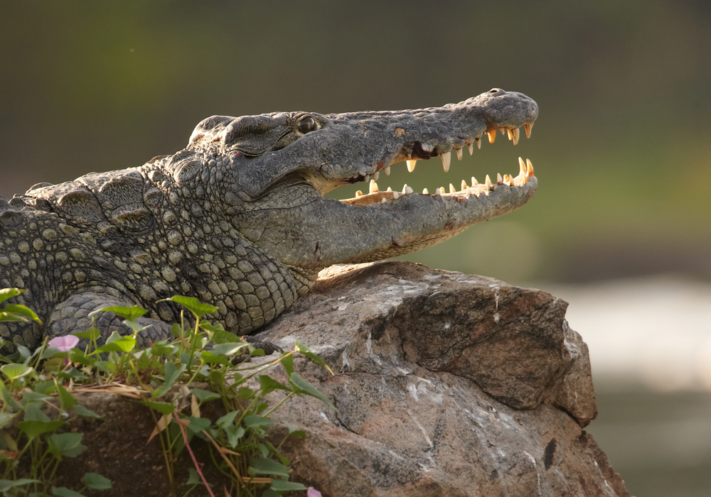 Murchison Falls National Park