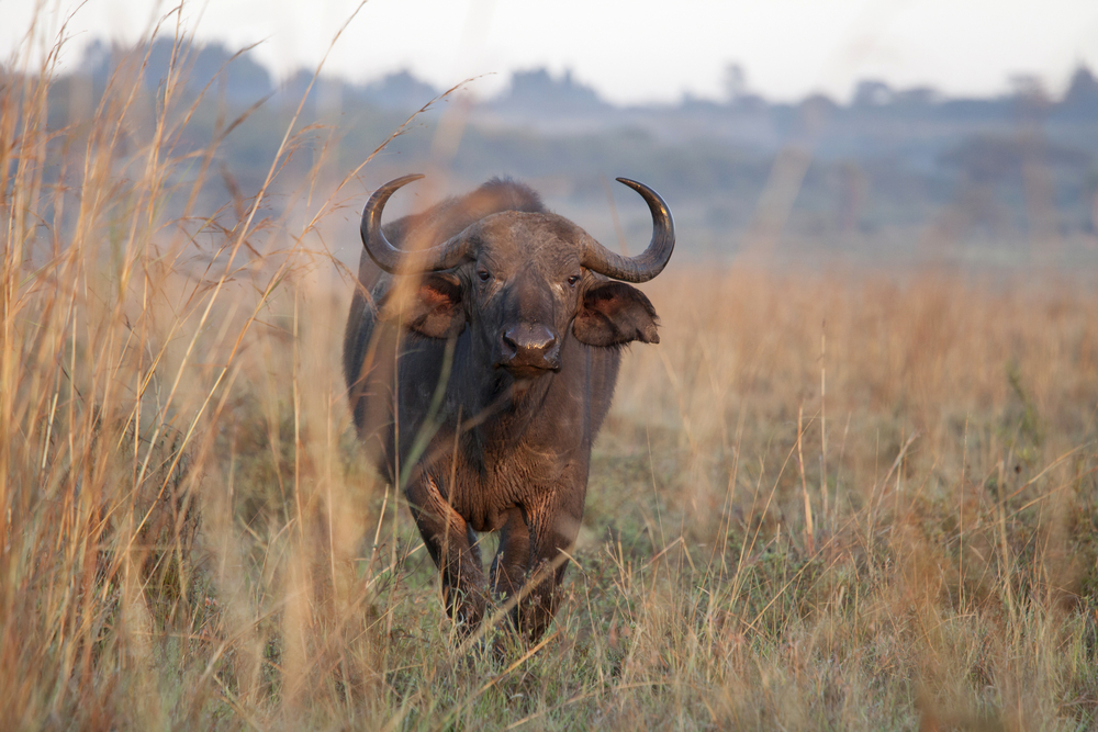 Nairobi National Park