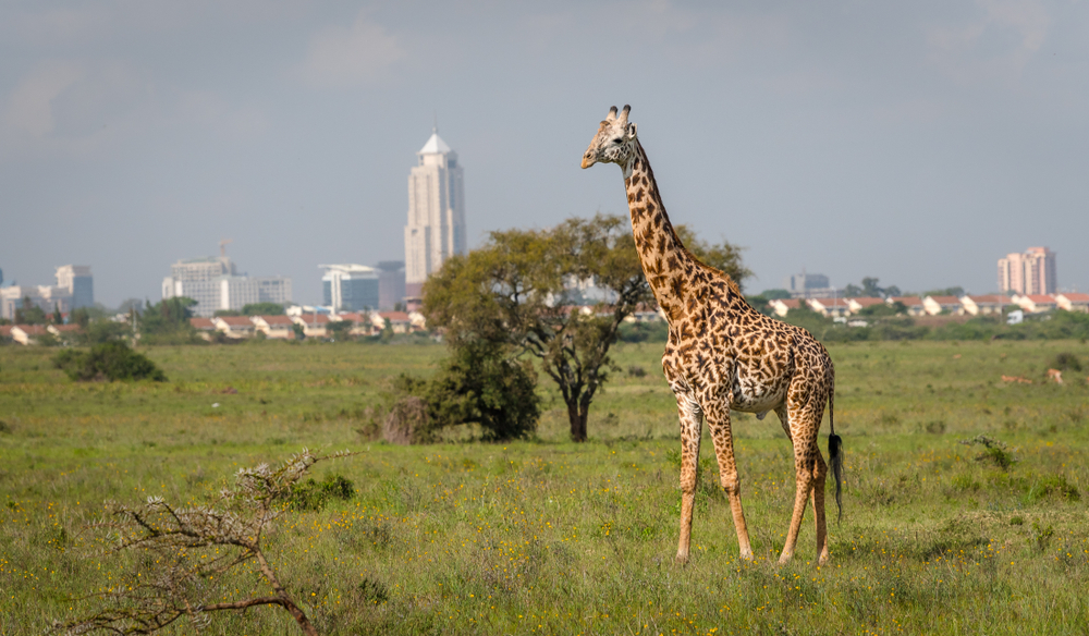 Nairobi National Park National Parks Association Nairobi National Park National Parks Association