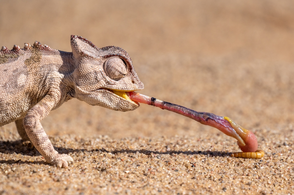 Namaqua National Park