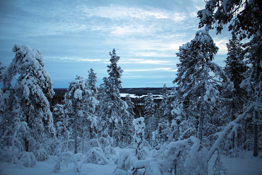 Pallas-Yllastunturi National Park snowy trees