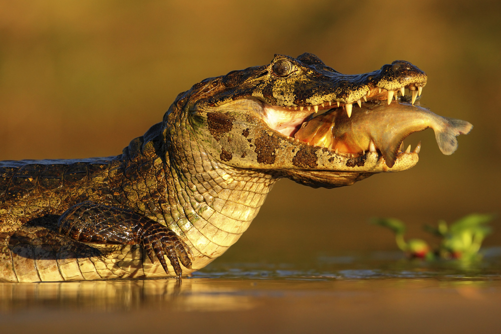 Pantanal jaguar on beach