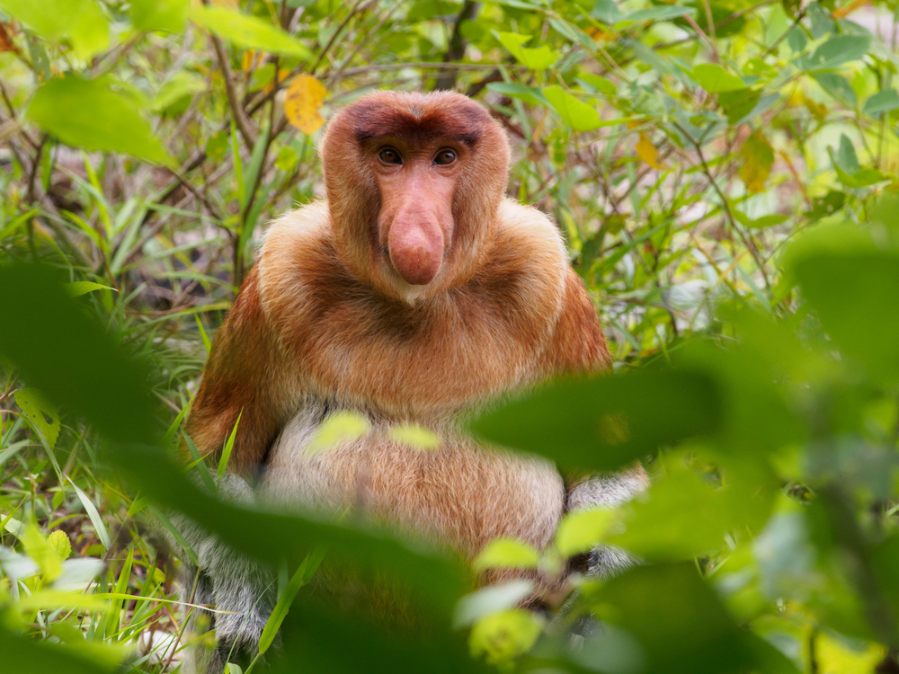 Bako National Park