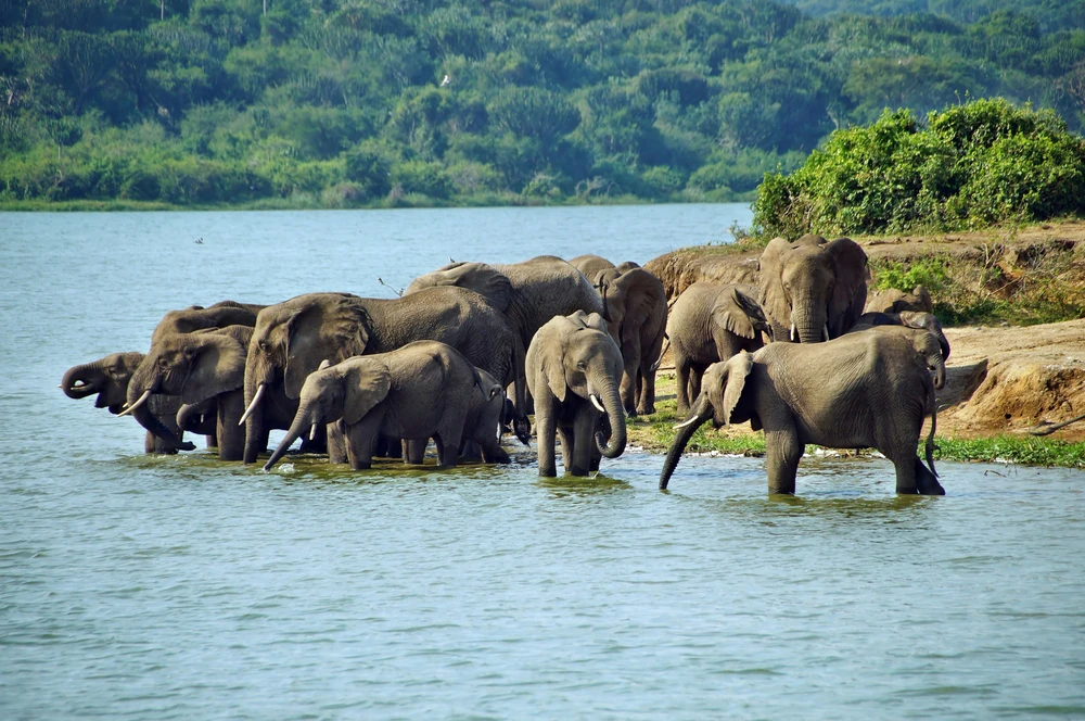Uganda National Parks