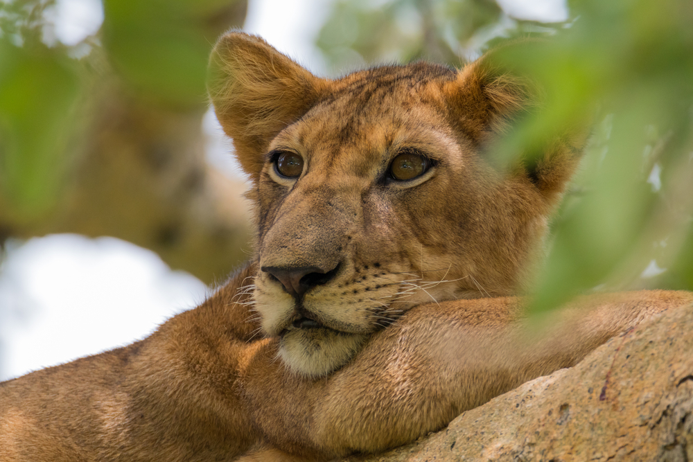 Queen Elizabeth National Park lioin gazing from a tree