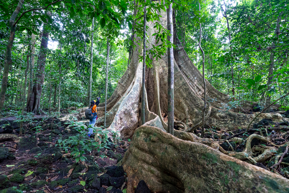 Rainforest-in-Cat-Tien-National-Park