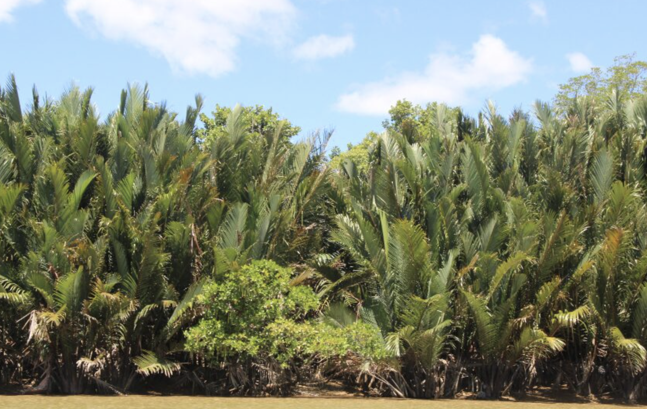 Rajang Mangroves National Park