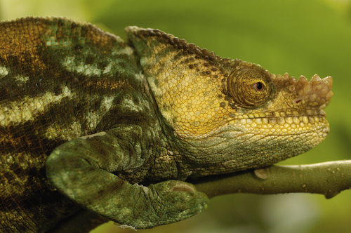 Ranomafana National Park chameleon profile