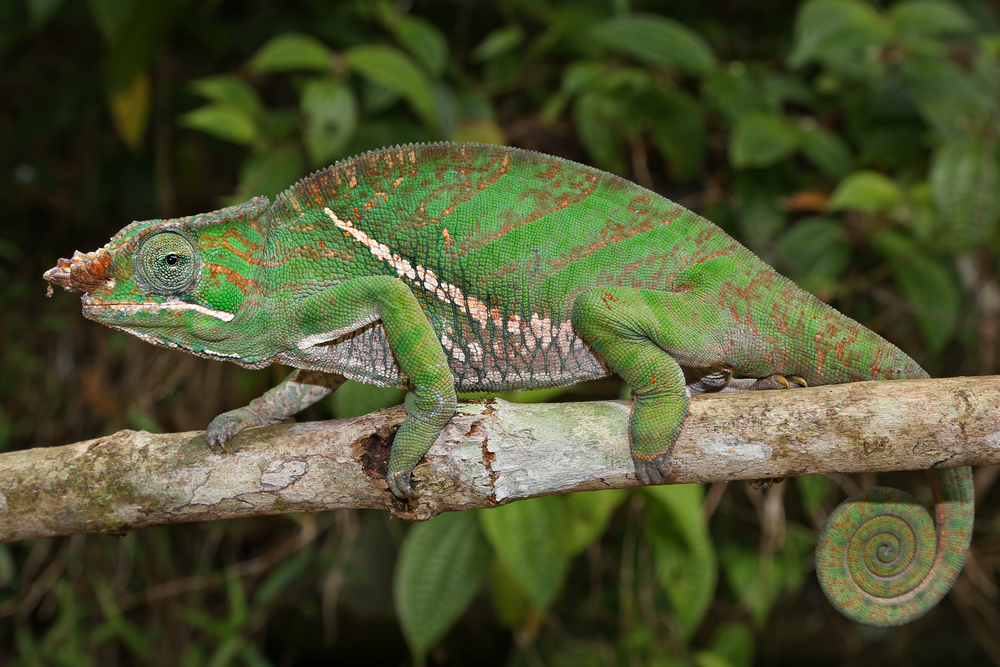 Andasibe-Mantadia chameleon