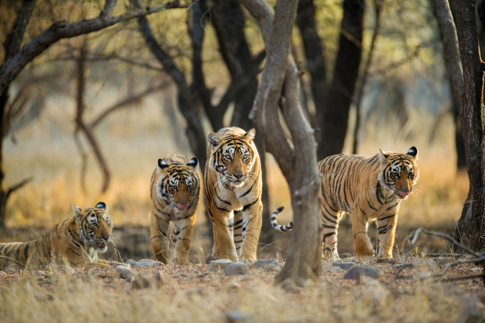 Ranthambore National Park family of tigers