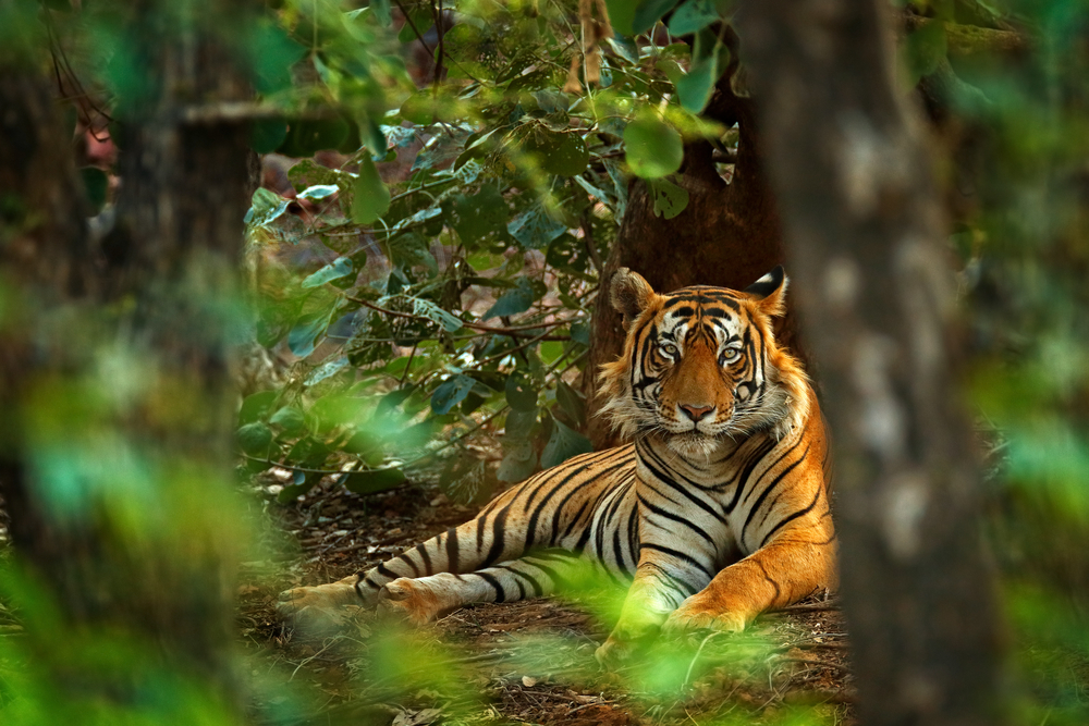 Leopard in tree India national park