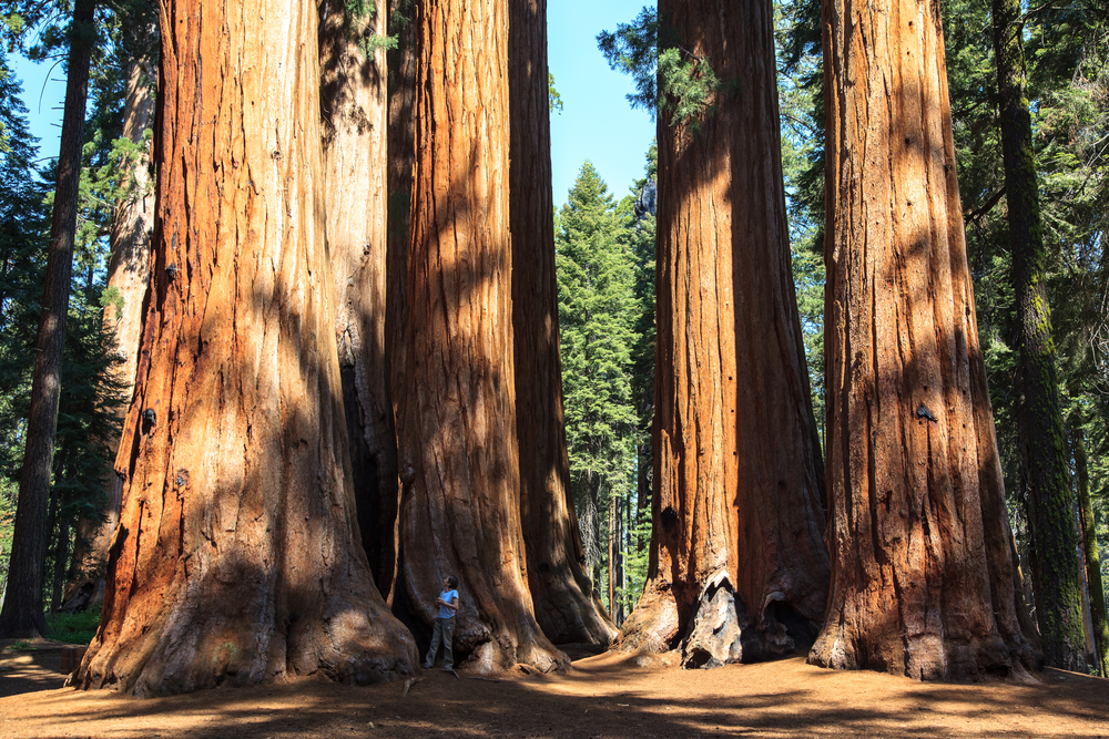 Kings Canyon National Park landscape