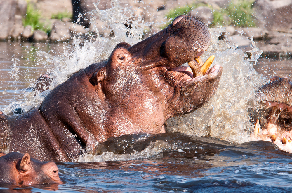 Ruaha National Park elephants at riverbank