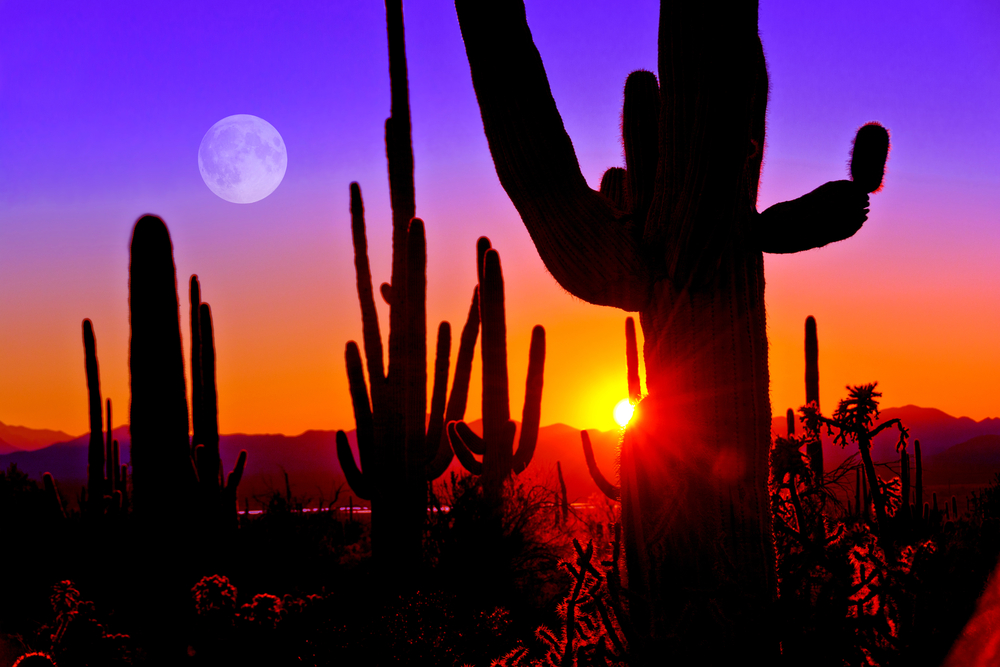 Saguaro National Park