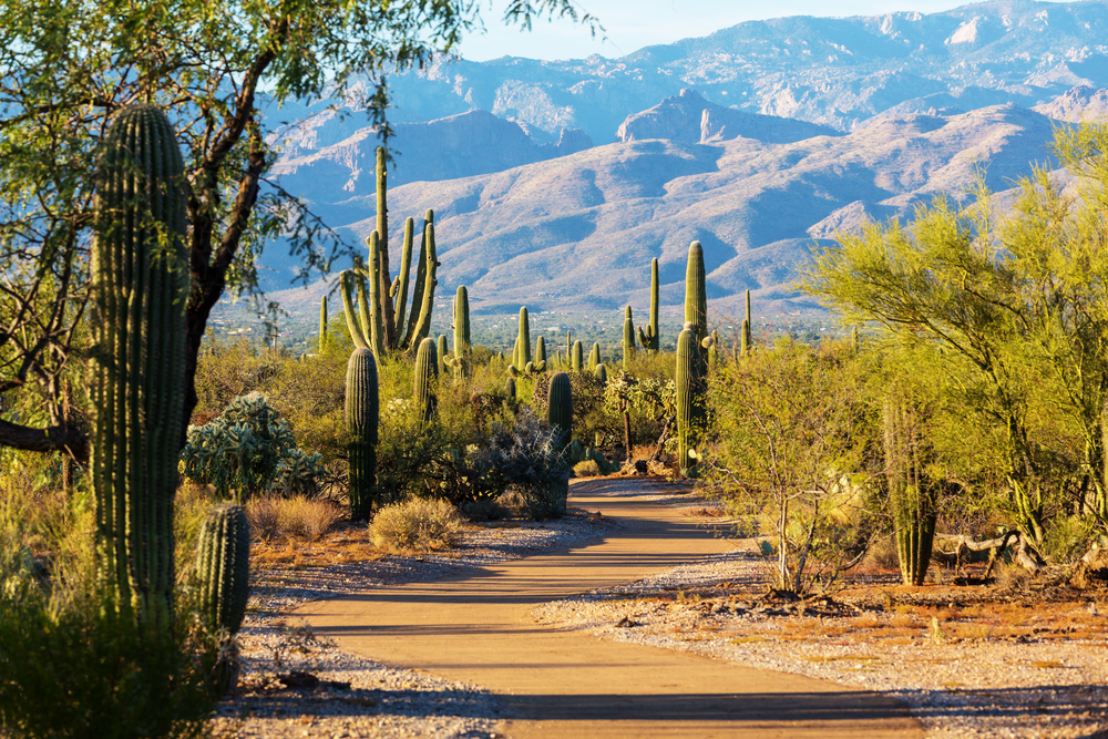 Joshua Tree National Park hiking trail