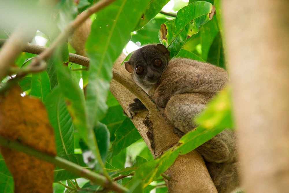 Sahamalaza_iLes Radama National Park lemur