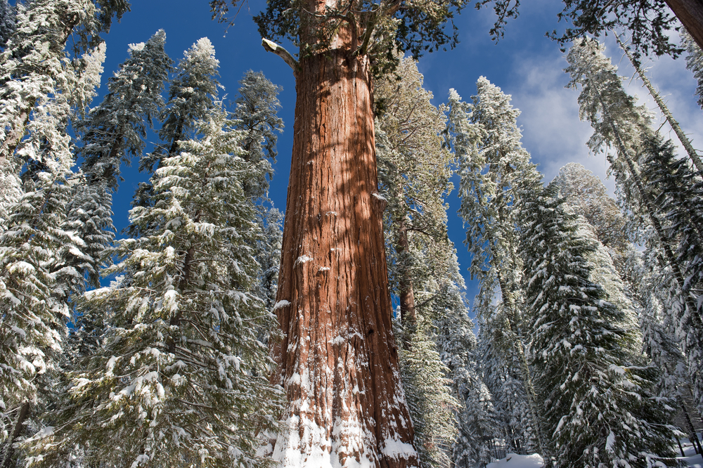 Sequoia National Park