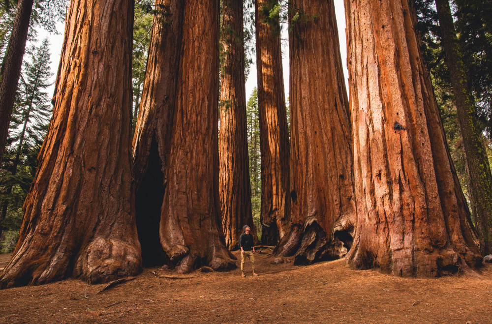 Kings Canyon National Park landscape