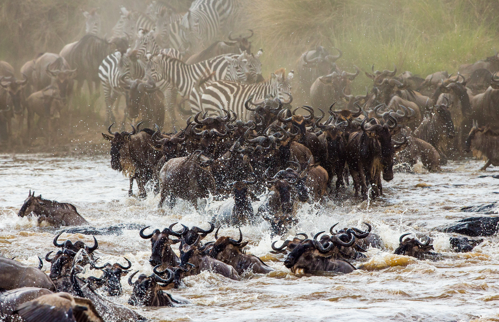 Serengeti National Park migration and mara river