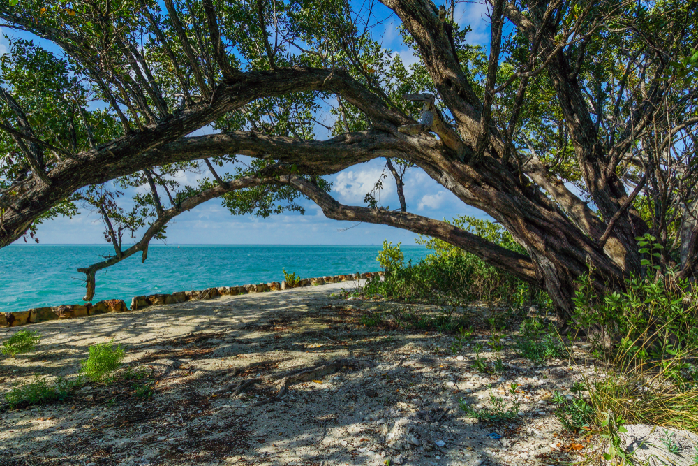 Shaded coastline in Biscayne National Park