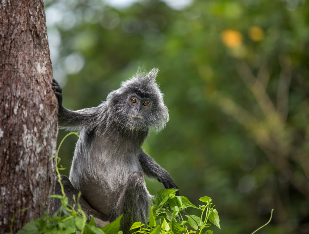 Silvered Leaf Monkey Eating Figs Bako National Park