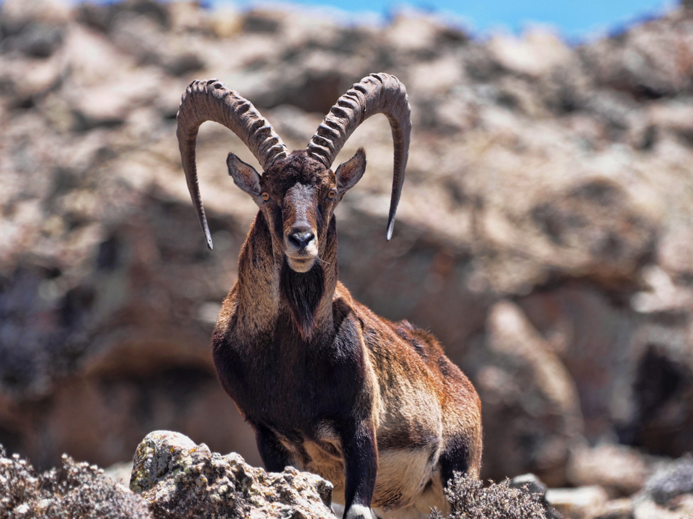 Simien Mountains National Park