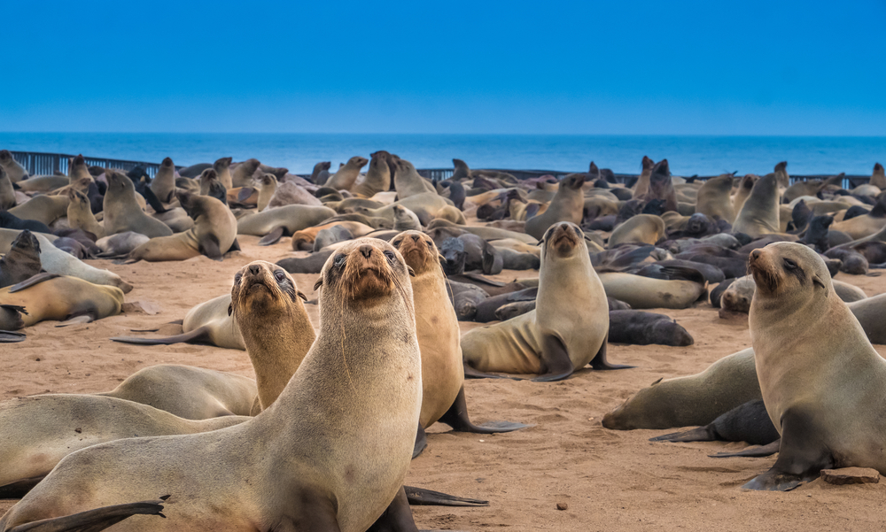 Skeleton Coast National Park - National Parks Association