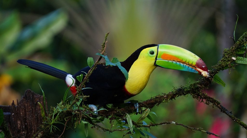 South America for Bird Lovers