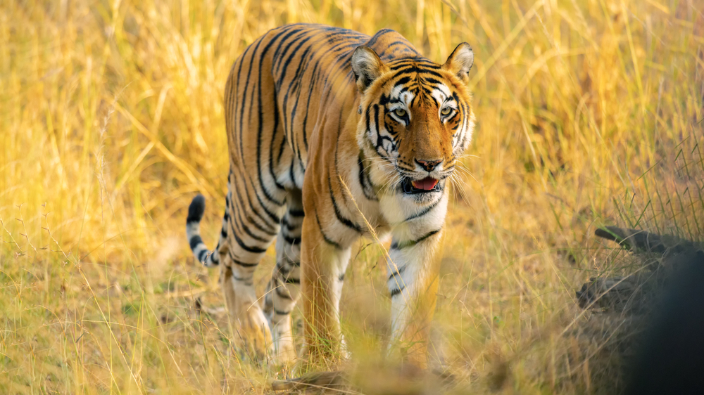 Tadoba Andhari National Park