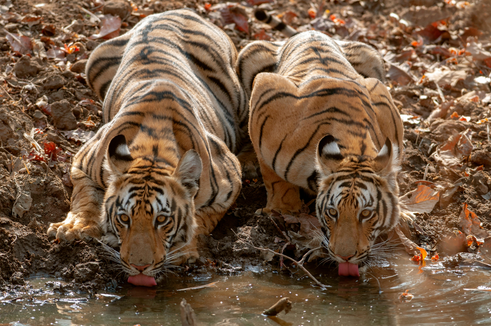 Yawning tiger in Nagarhole National Park