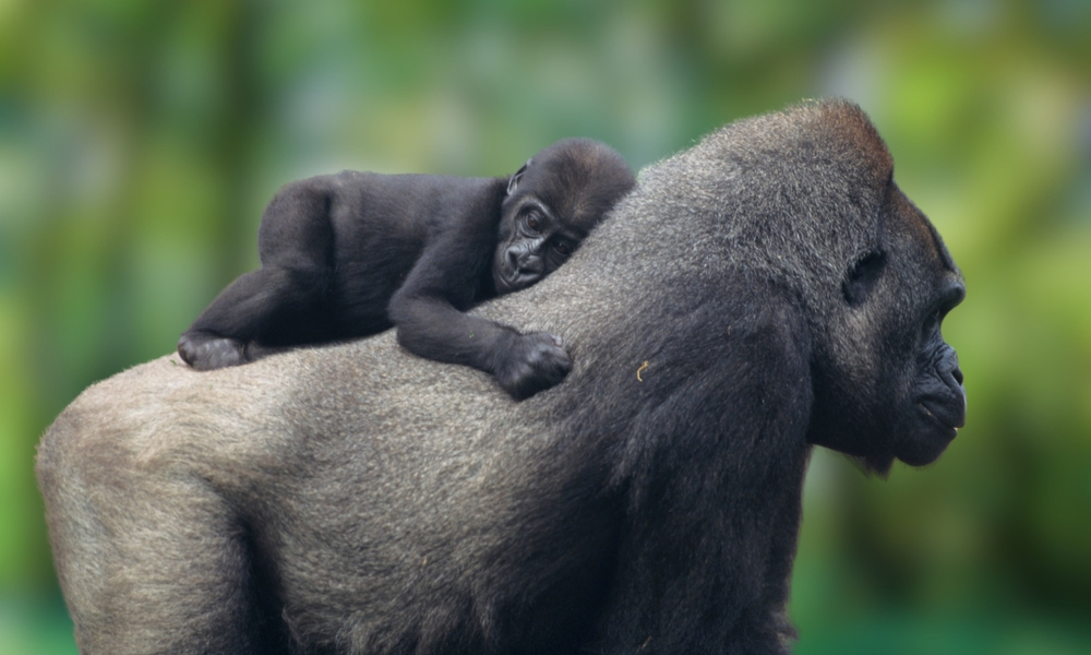 Takamanda National Park