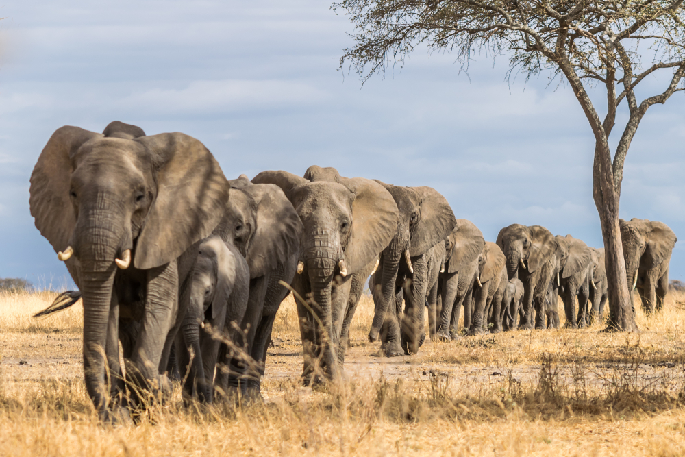 Tarangire National Park elephants