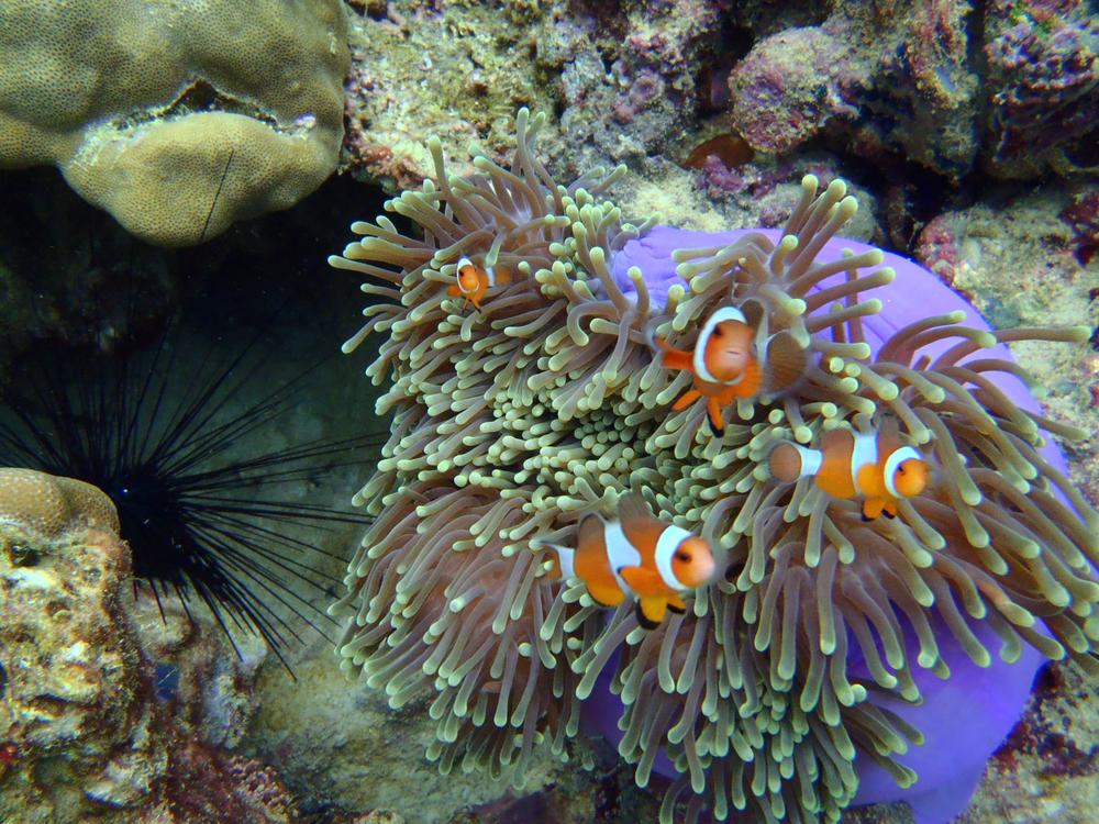 Tarutao National Marine Park