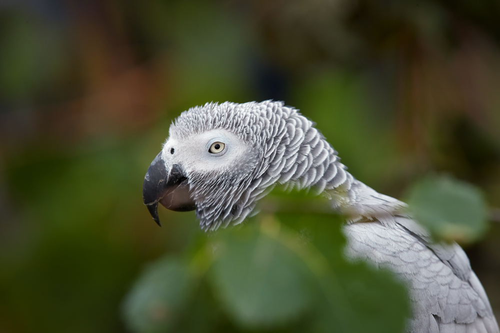 Tchabal Mbabo National Park