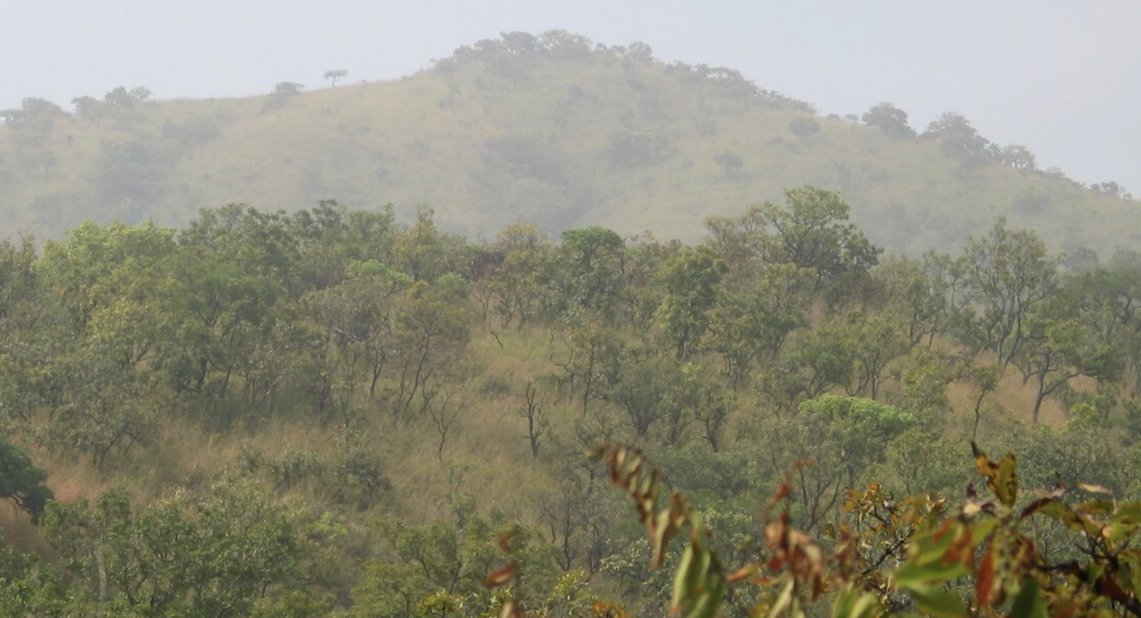 Waza National Park spotted deer