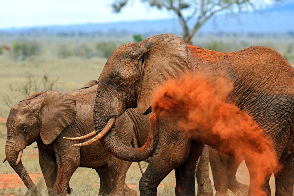 Mount Elgon National Park